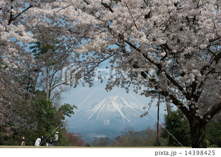 桜と大山 桜と大山 14398425