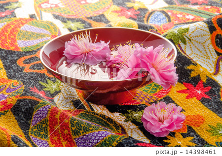 盃の梅花 14398461