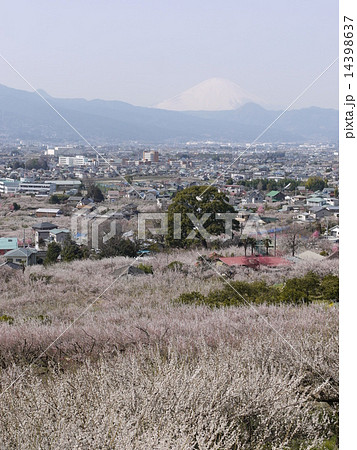 曽我別所梅林 14398637