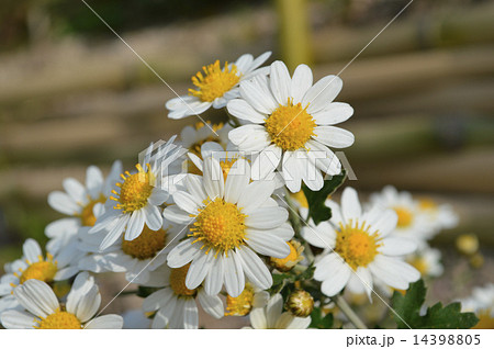 ノジギク ノジギク 14398805