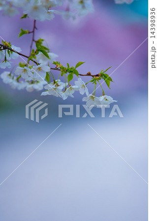 水辺の桜 水辺の桜 14398936