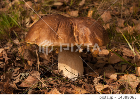 Boletus edulis 14399063
