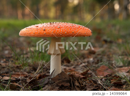 Fly agaric(Amanita muscaria) Fly agaric(Amanita muscaria) 14399064