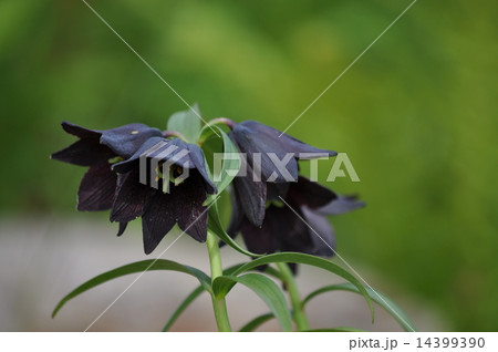 高山に咲く黒い花の写真素材