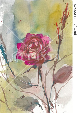 薔薇 14399529