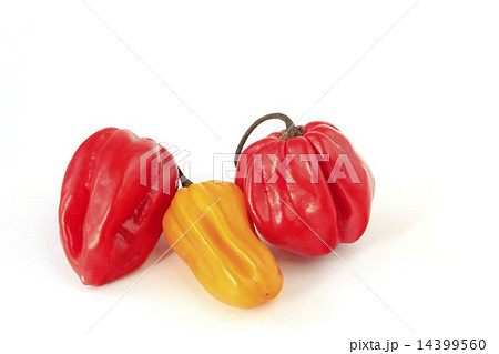 Red and yellow lantern chili 14399560