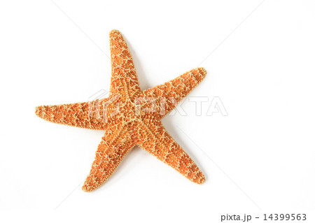 Starfish (Asterias rubens) 14399563