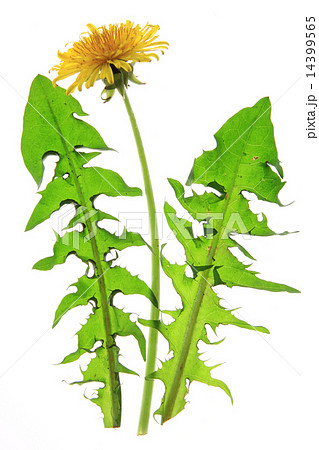 Dandelion 14399565