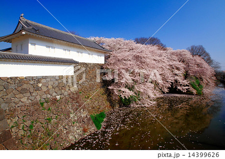 春の霞城公園 春の霞城公園 14399626