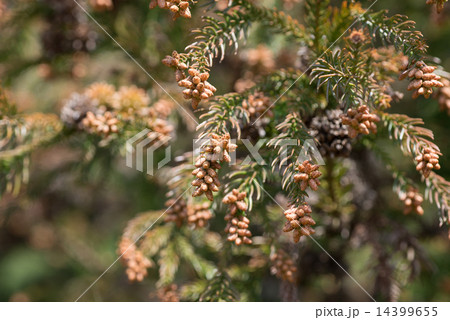 スギ花粉 スギ花粉 14399655