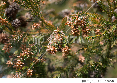 スギ花粉 14399656