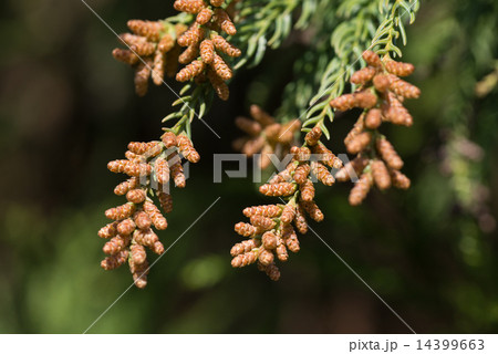 スギ花粉 スギ花粉 14399663