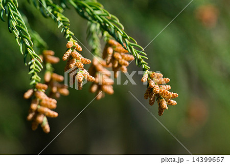 スギ花粉 スギ花粉 14399667