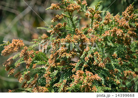 スギ花粉 スギ花粉 14399668