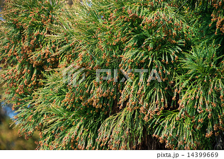 スギ花粉 スギ花粉 14399669