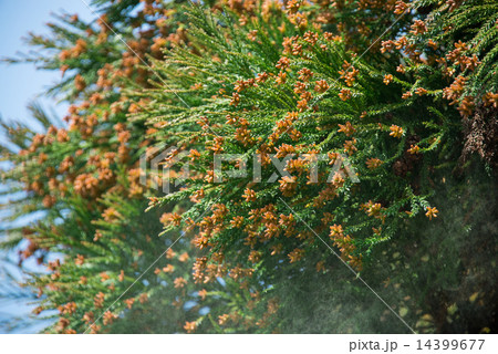 スギ花粉 14399677