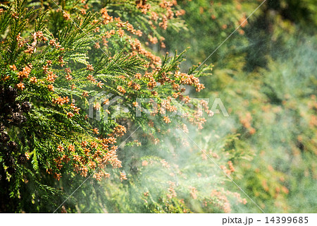 スギ花粉の飛散 14399685