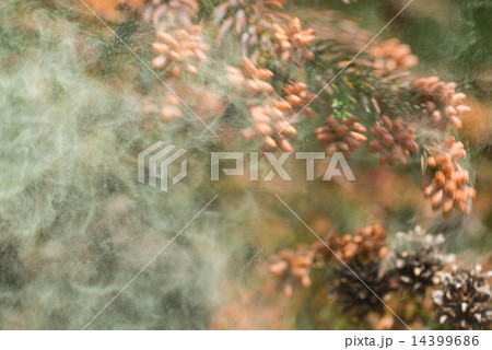 スギ花粉の飛散 14399686