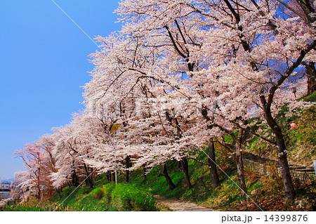 烏帽子山公園 14399876