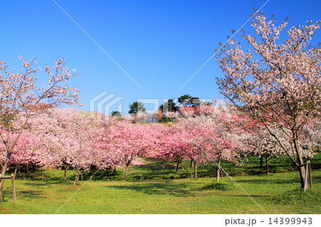 日本国花苑の桜 14399943