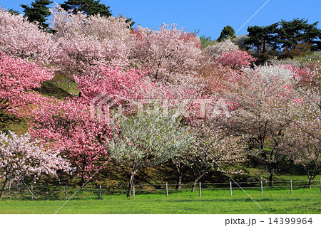 日本国花苑の桜 14399964