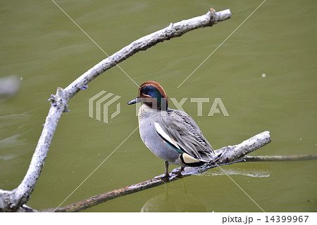 コガモ雄 14399967