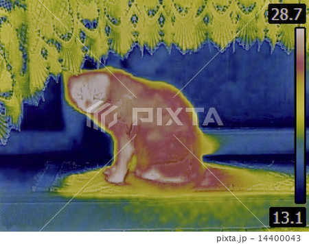 Cat Thermogram 14400043