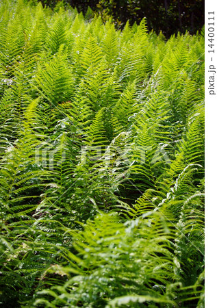 シダ植物 14400111