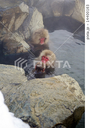 温泉に入る猿の親子(小猿を抱っこしてる母猿) 温泉に入る猿の親子(小猿を抱っこしてる母猿) 14400163