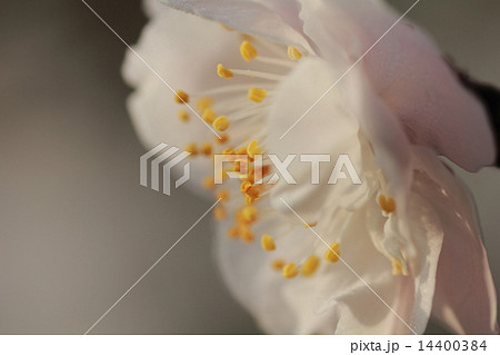 夜露に濡れ幻想的で朝日を浴びて生き生きとしたハイキーな白い花(白梅) 14400384