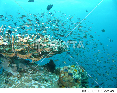 サンゴ礁と大量の熱帯魚の群れ 14400409