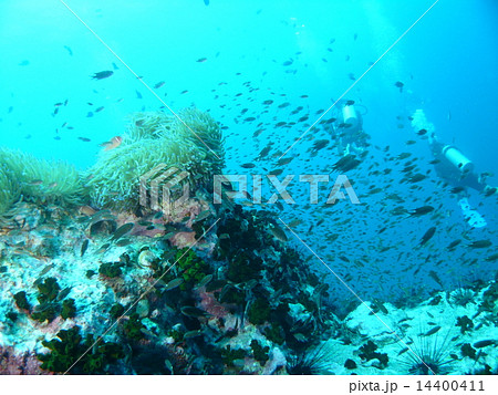 イソギンチャクと大量の熱帯魚の群れ 14400411