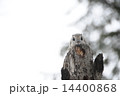 エゾモモンガ正面 14400868