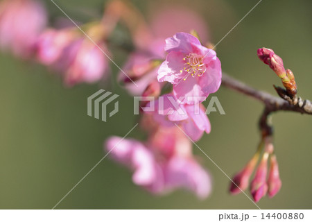 河津桜 河津桜 14400880