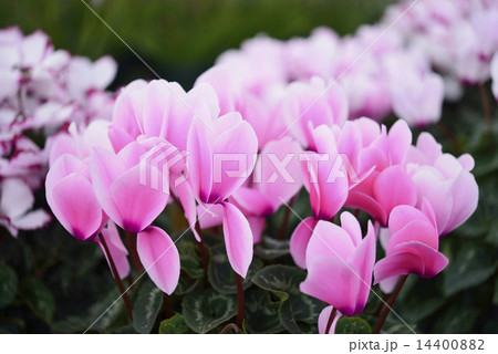 シクラメン 14400882