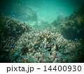 ルリスズメダイ 14400930