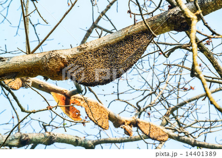 Honeycomb or beehive on the big tree in forest Honeycomb or beehive on the big tree in forest 14401389