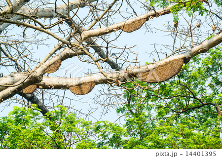 Honeycomb or beehive on the big tree in forest 14401395