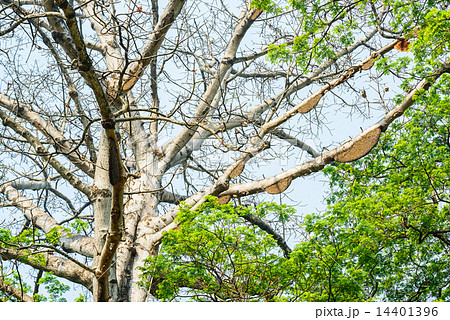 Honeycomb or beehive on the big tree in forest 14401396