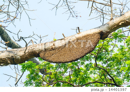 Honeycomb or beehive on the big tree in forest Honeycomb or beehive on the big tree in forest 14401397