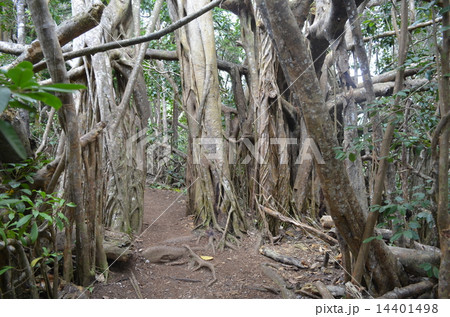 リッジトレイル 14401498