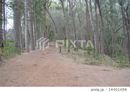 リッジトレイル 14401499