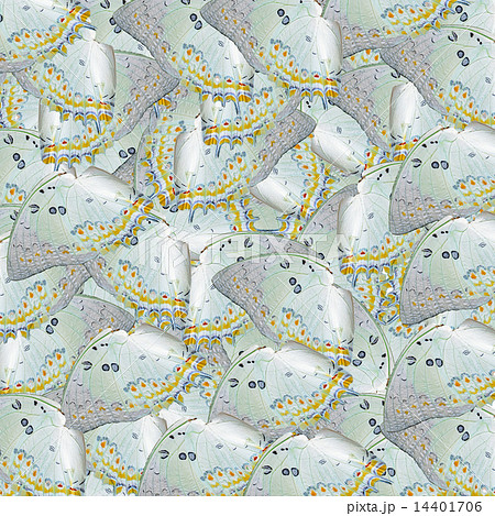 butterfly background 14401706