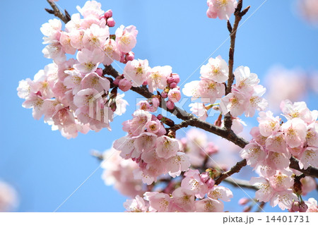 さくら さくら 14401731