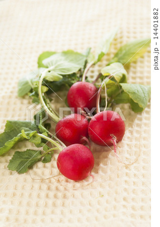 ラディッシュ 14401882