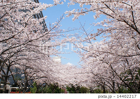 桜 14402217