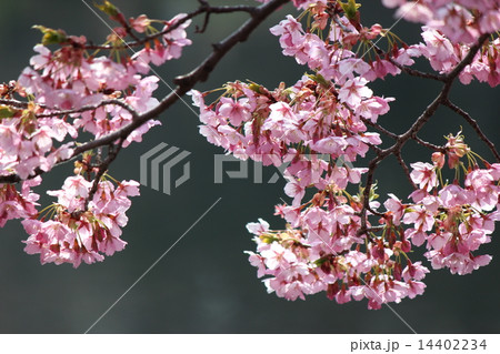 さくら さくら 14402234