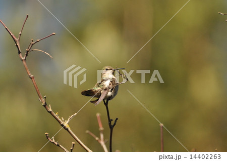 ハチドリ 14402263