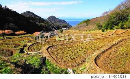 石部の棚田2 14402313