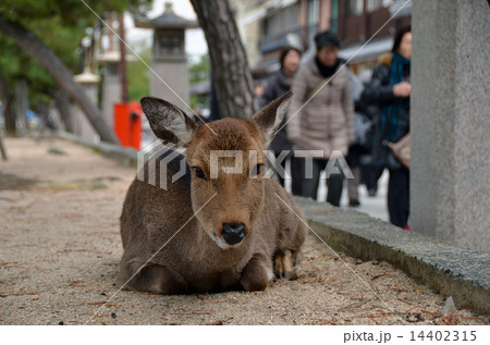 宮島の参道に佇む小鹿 宮島の参道に佇む小鹿 14402315